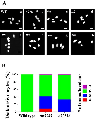 Figure 6. vig-1 deletion causes defects in chromosomal segregation during meiosis. (A) vig-1 deletion induces chromosomal aberrations in the diakinesis oocytes. F3 generation adult hermaphrodites were stained with Hoechst dye, and the chromosomes in the diakinesis oocytes were observed using a fluorescence microscope. Whereas all the wild-type animals (WT) examined had normal 6 chromosomal bivalents (a), the vig-1 mutants exhibited 4-7 chromosomal bodies (b-h). The vig-1 mutants with 7 mono/bivalents (b and e), 6 mono/bivalents (c and f), 5 mono/bivalents (d and g), and 4 mono/bivalents (h) are shown. ok, vig-1(ok2536); tm, vig-1(tm3383). Scale bar, 2 µm. (B) Chromosomal abnormalities seen in F3 generation vig-1 mutants are quantified.