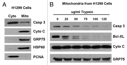 Figure 3 Caspase-3 appears to be predominantly associated with the outer mitochondrial membrane. (A) Cytosolic (Cyto) and mitochondrial (Mito) extracts from H1299 cells were analyzed by western blot for caspase-3 (Casp 3), cytochrome c (Cyto C), GRP75 (control for mitochondria), HSP 60 (control for mitochondria) and PCNA (control for nuclear/cytosolic contamination of mitochondria). (B) Mitochondria from H1299 cells were treated with increasing concentrations of trypsin for 20 min. Western analysis was performed for caspase-3 (Casp 3), Bcl-XL, cytochrome c (Cyto C) and GRP75.