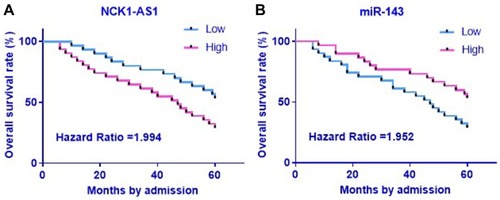 Figure 2 Alter expression levels of NCK1-AS1 and miR-143 in UBC tissues predicted poor survival with the mean NCK1-AS1 (A)/miR-143 (B) expression level in UBC as cutoff value, the 60 UBC patients were divided into high- and low-level groups (n=30). Survival curve plotting and comparison were performed by K-M plotter and Log-rank test, respectively.