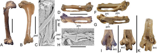 Figure 13. Comparison of selected bones of Primozygodactylus and Primoscens with those of Zygodactylus. (A‒C) Humerus of (A) Primozygodactylus cf. danielsi (NMS.2021.40.47; right side, cranial view); (B) Primoscens carolinae, sp. nov. (holotype, NMS.2021.40.54; right side, caudal view); and (C) Zygodactylus luberonensis (SMF Av 519; right side, caudal view; coated with ammonium chloride). (D‒F) Carpometacarpus of (D, E) P. cf. danielsi (NMS.2021.40.47; D: ventral view, E: dorsal view); (F, G) Z. ignotus (SNSB-BSPG 18211; F: ventral view, G: dorsal view); and (H) Z. luberonensis (SMF Av 519; dorsal view, coated with ammonium chloride). (I‒K) Distal end of tarsometatarsus (plantar view) of (I) P. cf. danielsi (NMS.2021.40.47; right side); (J) Pr. carolinae, sp. nov. (holotype, NMS.2021.40.54; left side); and (K) Z. ignotus (SNSB-BSPG 18165; right side). Abbreviations: acc, trochlea accessoria (broken in Zygodactylus); fst, fossa supratrochlearis; pim, processus intermetacarpalis; prc, small process at proximal end of sulcus tendinosus; psd, processus supracondylaris dorsalis; ptm, protuberantia metacarpalis. The scale bars equal 5 mm; (G), (H), and (K) are not to scale.