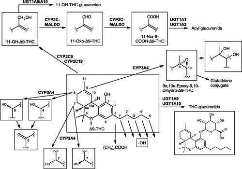 Figure 4. Summary of various THC metabolic pathways and the enzymes involved.