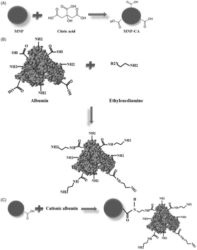 Figure 1. Scheme for the functionalisation procedure of magnetite nanoparticles (MNP) described in this work. (A) Preparation of stabilised magnetite nanoparticle by citric acid (CA). (B) Preparation of cationised albumin by modification of the carboxylate groups with an ethylenediamine. (C) Surface modification of MNP-CA by cationic albumin.