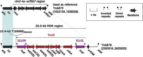 Figure 7 Comparison of two related IMEs Tn6875 and Tn6876.