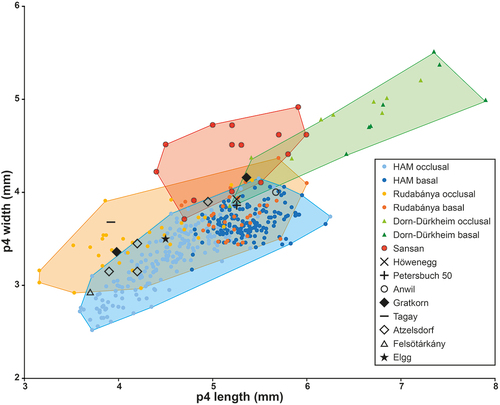 Figure 7. Length/width dimensions of lower premolars of the minute beaver Euroxenomys minutus (von Meyer Citation1838), from the early Late Miocene locality Hammerschmiede (Bavaria, Germany), local stratigraphic levels HAM 5 and HAM 4, compared to Euroxenomys material from other Eurasian Miocene localities. Measurements for Hammerschmiede (HAM), Rudabánya and Dorn-Dürkheim additionally distinguish occlusal and basal tooth measurements while the other sites only include occlusal values. Data for Rudabánya from L. Kordos personal communication, for Dorn-Dürkheim own measurements, for Sansan and Elgg from Hugueney and Duranthon (Citation2012), for Höwenegg from Giersch et al. (Citation2010), for Petersbuch 50 from Stefen and Rummel (Citation2003), for Anwil from Engesser (Citation1972), for Gratkorn from Prieto et al. (Citation2014), for Tagay from Mörs et al. (Citation2022), for Atzelsdorf from Daxner-Höck and Bernor (Citation2009) and for Felsötárkány from Hír (Citation2004)