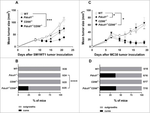 Figure 3. Enhanced tumor growth suppression in Pdcd1−/−CD96−/− mice is tumor model dependent. Groups of C57BL/6 WT or gene-targeted mice (n = 5–9/group) were injected s.c with either (A) 1 × 106 SM1WT1 melanoma or (C) 1 × 106 MC38 colon carcinoma cells. Tumor sizes were determined with caliper square measurements with data represented as means ± SEM. Data representative of three independent experiments. Proportion and number of mice from the indicated genotype that rejected (B) SM1WT1 or (D) MC38 tumors are shown. Data in (B, D) pooled from three independent experiments. Statistical differences in tumor sizes at (A) day 21 or (C) day 19 between different genotypes were determined by one-way ANOVA with Bonferroni's post-test analysis (*p<0.05, ***p<0.001). (B, D) Pairwise comparison of complete response rates between Pdcd1−/−CD96−/− and Pdcd1−/− mice was performed using Fisher's exact test (****: p<0.0001).