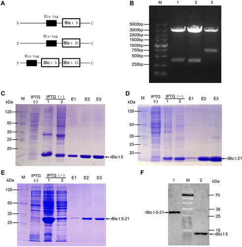 Figure 1 Expression, purification, and Western blotting identification of recombinant tropical mite allergens. (A) Construction diagram of recombinant protein. (B) Double enzyme digestion of recombinant plasmid: M, DNA marker (DL5000, Takara, Japan); 1, PQE80L-rBlo t 5 digested with BamHI and SalI; 2, PQE80L-rBlo t 21 digested with BamHI and SalI; 3, PQE80L-rBlo t 5–21 digested with BamHI and SalI. (C–E) Prokaryotic expression and purification of recombinant proteins rBlo t 5, rBlo t 21, and rBlo t 5–21: M, prestained protein marker (26612, ThermoFisher, USA); IPTG (−), bacterial lysate with no IPTG induction; IPTG (+) 1, bacterial lysate with IPTG induction; IPTG (+) 2, supernatant of bacterial lysate with IPTG introduction; E1–E3, protein purified for different times by nickel column. (F) Western blotting analysis of protein: M, prestained protein marker (26616, ThermoFisher, USA); 1, rBlo t 5–21 protein purified by nickel column; 2, rBlo t 5 protein purified by nickel column.