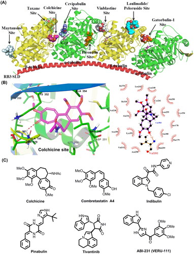 Figure 1. (A) Eight distinct tubulin-ligand binding sites that have been reported so far. (B) Schematic representation of the colchicine binding site in tubulin (PDB code: 4O2B). (C) Representative colchicine binding site inhibitors.