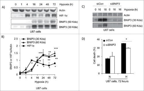 Figure 7. Knockdown of BNIP3 blocks hypoxia induced cell death. (A) U87 cells were placed under hypoxia for a 72 hour time course. The cells were lysed and western blotted for HIF-1α, and BNIP3. (B) Using densitometry, the fold increase in BNIP3 and HIF-1α was determined. (C) U87 cells were transfected by control siRNA (siCon) and siRNA against BNIP3 (siBNIP3). Cells were placed under hypoxia for 16 hours and lysed. The lysate was western blotted for BNIP3 and actin. (D) U87 cells transfected with siCon and siBNIP3 were placed under hypoxia for 72 hours. The amount of cell death was determined by trypan blue exclusion assay. Normoxia is represented by N and hypoxia is represented by H. * represents statistically significant differences (p < 0.05).