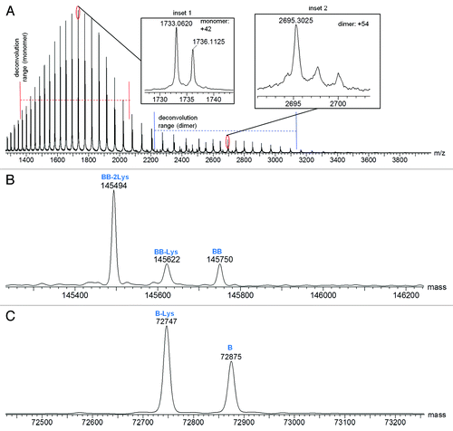 Figure 4. Mass spectra for Homo-B: (A) Raw mass spectrum; (B) MaxEnt1 deconvoluted spectrum for the intact antibody charge envelope; (C) MaxEnt1 deconvoluted spectrum for the half-antibody charge envelope.