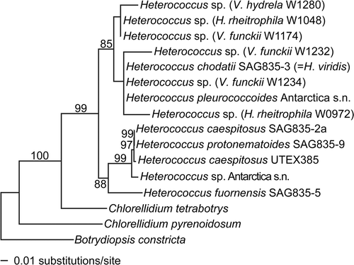 Fig. 1. Phylogenetic placement of the xanthophycean photobionts of Verrucariaceae. The tree was obtained using a maximum-likelihood analysis of a two-gene dataset (rbcL–nuSSU). Lichenized algal strains are indicated in parentheses with the name of the corresponding lichen-forming fungus and its collection number. Bootstrap values >70% are indicated above or below the branches.