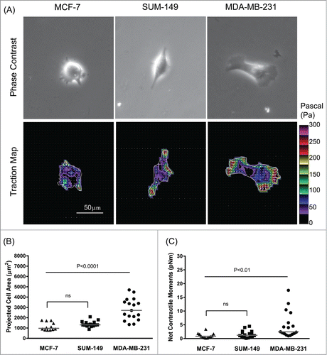 Figure 1. Association between invasiveness and COX-2 status on the generation of traction force in human breast cancer cells. (A) Representative phase contrast and traction map images of MCF-7, SUM-149 and MDA-MB-231 cells. White lines show the cell boundary, colors show the magnitude of the tractions in Pa (see color scale), and arrows show the direction and relative magnitude of the tractions. Scale bar, 50 μm. The projected cell area (B) and computed net contractile moments (C) of individual breast cancer cells (MCF-7, SUM-149, and MDA-MB-231). The line bars represent the median for each group (n = 12 -17 cells for each group).