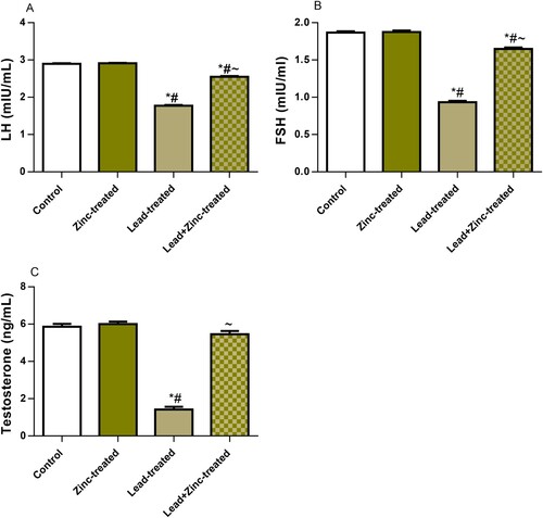 Figure 3. The effect of zinc on luteinizing hormone, LH (A), follicle-stimulating hormone, FSH (B), and testosterone (C) in lead-treated male Wistar rats. Values are mean ± SEM of 5 replicates. Data were analyzed by one-way ANOVA followed by Tukey's post hoc test. *P < 0.05 vs. control, #P < 0.05 vs. zinc-treated, ∼P < 0.05 vs. lead-treated.