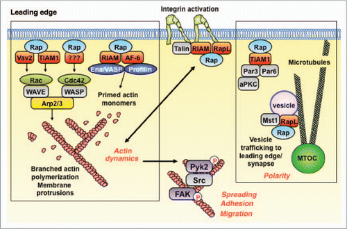 Figure 2 The Rap GTPases are master regulators of actin dynamics, cell morphology, cell polarity and integrin-mediated adhesion. The Rap GTPases are activated subsequent to the binding of chemokines to their receptors or activated integrins to their ligands. The active GTP-bound form of Rap binds effector proteins that promote integrin activation, actin polymerization and membrane protrusion, as well as activation of the Pyk2 and FAK tyrosine kinases, which modulate cell spreading, adhesion and migration. Rap-GTP also plays a key role in establishing cell polarity and may direct membrane vesicles to the leading edge of the cell. See text for details. MTOC, microtubule-organizing center.