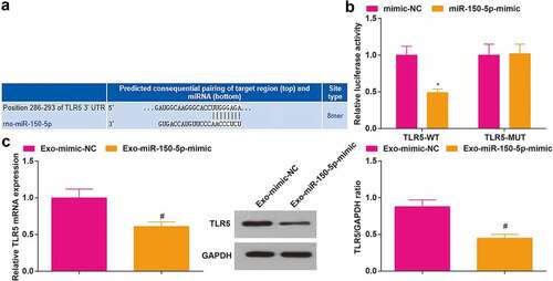 Figure 4. TLR5 is a target gene of miR-150-5p. A, the targeting relationship between miR-150-5p and TLR5 was predicted by TargetScan; B, the targeting relationship between miR-150-5p and TLR5 was validated by the dual luciferase reporter gene assay; C, TLR5 expression in rat brain tissue after injection with Exo + miR-150-5p-mimic was detected by RT-qPCR and Western blot assay. A-B, N = 3; C, n = 6; * P < 0.05 vs. the mimic NC group; # P < 0.05 vs. the Exo- mimic-NC group; the data were expressed as mean ± standard deviation, the t-test was used for the comparison between two groups.