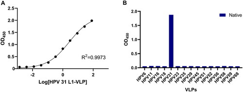 Figure 4. Characterization of the HPV31 L1-VLP test kit developed in this study. (A) Linearity of HPV31 test kit; (B) specificity of HPV31 test kit.