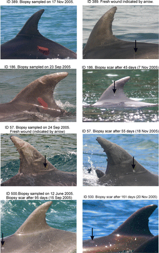 Figure 2  Wound healing in bottlenose dolphins (Tursiops truncatus) biopsy sampled in the Bay of Islands documented during different time periods. Biopsy scars are indicated by the arrow.