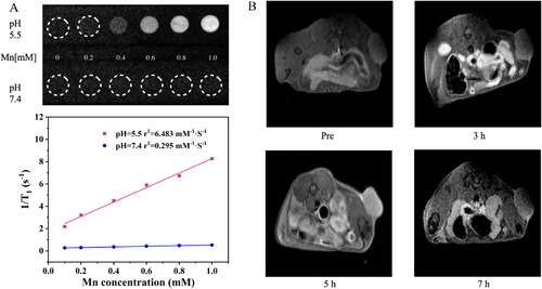 Figure 9. (A) T1-weighted MR images and the transverse relativities (r1) of H-MnO2-SRF-APT dispersion at different pH conditions. (B) T1-weighted MRI images of Huh7 tumor-bearing nude mice before and after tail vein injection (3 h, 5 h, and 7 h) of H-MnO2-SRF-APT.