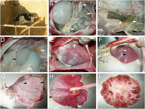 Fig. 1 Clinical signs and pathologic lesions in a dairy calf with M. morganii subsp. morganii infection in China.a The newborn calves showed depression, poor appetite, and paralysis. b A large number of light yellow fibrinous suppurative clots in the abdominal cavity (white arrows). c Gastric contents outflowing from an ulcer in the gastric fundus (white arrows). d Yellow effusion in the abdominal cavity (white arrows) and white fibrous protein on the surface of the spleen (black arrows). e A large amount of yellow pericardial effusion (white arrows) and white septic exudate in the epicardium (black arrows). f Liver abscessation (white arrows) with white fibrinous purulent exudate (black arrows) on the surface of the liver. g White purulent material in the bladder (black arrows). h The connective tissue hyperplasia in the anterior lung lobe (white arrows), edema in the posterior lung lobe (black arrows), and a large amount of white foamy fluid in the trachea (yellow arrows). i Yellow suppurative nodules in the renal papillae (black arrows)