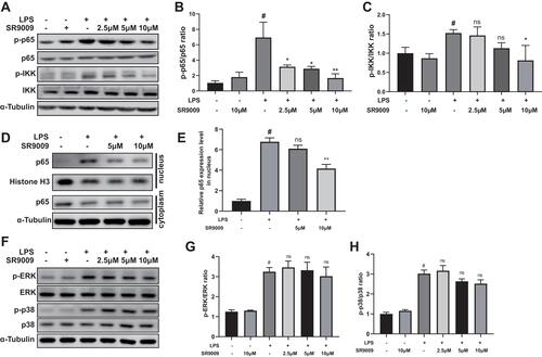 Figure 5 SR9009 suppressed inflammation via the NF-κB signaling pathway but not the MAPK pathway. (A) Representative gel images of p-p65, p65, p-IKK and IKK. (B and C) The densities of p-p65, p65, p-IKK, IKK. The ratios of p-p65/p65 (B) and p-IKK/IKK (C) are shown. (D) Representative gel images of p65, Histone-H3 and α-Tubulin in the nuclear fraction and cytoplasmic fraction. The histone-H3 protein was set as loading control for nuclear fraction, and α-Tubulin was set as the loading control for cytoplasmic fraction. (E) The relative level of p65 in the nuclear fraction. (F) Representative gel images of p-ERK, ERK, p-p38 and p38. (G and H) The densities of p-ERK, ERK, p-p38 and p38. The ratios of p-ERK/ERK (G) and p-p38/p38 (H) are shown. (n = 3–4, means±SEM). #p < 0.05 compared with the control group. *p < 0.05 and **p < 0.01 compared with LPS group.