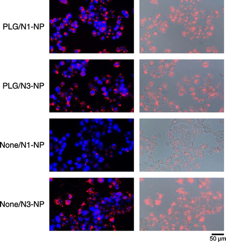 Figure 3. Uptake of rhodamine-loaded nanoparticles in HepG2 cells.