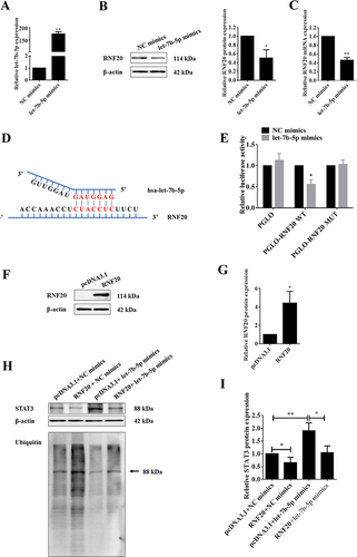 Figure 4 Validation of the targeting relationship between let-7b-5p and RNF20. (A) qRT-PCR assay was performed to validate the transfection efficiency of let-7b-5p mimics in C2C12 myotube cells; (B) Western blotting results of RNF20 expression in C2C12 myotube cells transfected with let-7b-5p mimics or NC for 24h, and quantification of the protein bands, and β-actin was used as a control; (C) qRT-PCR assay data RNF20 mRNA expression in C2C12 myotube cells treated as in A; (D) TargetScan Human 8.0 (https://www.targetscan.org) was used for predicting the targeting relationship and binding sites between let-7b-5p and RNF20; (E) Dual-luciferase activity reporter assay results of in C2C12 myotube cells co-transfected with let-7b-5p mimics and luciferase reporter plasmids containing wildtype or mutant RNF20 3’UTR; (F–G) Western blotting results of RFN20 overexpression (F), and quantification of protein band, β-actin was used as a control (G); (H and I) IP/WB experiment was used to detect the ubiquitination and expression of STAT3 in C2C12 myotube cells co-transfected with let-7b-5p mimics and/or RFN20 overexpression plasmid (H), and quantification of protein band, β-actin was used as a control (I). *P<0.05, **P<0.01.