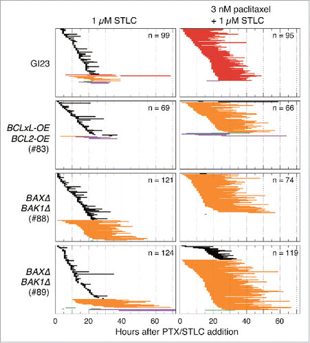 Figure 3. Duration of mitotic arrest of the 4 cell lines and their behavior on mitotic exit after treatment with 1 µM STLC with or without 3 nM paclitaxel. Horizontal lines represent duration of arrest and type of behavior on mitotic exit, as in Fig. 2A.