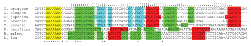 Figure 5 Multiple alignment of genomic sequences in the region of the PRF cassette from seven nematodes. Heptameric frameshift sites are shown in yellow. Nucleotides involved in predicted base-pairing interactions within the same double stranded regions of the secondary structure are differentially colored (e.g., the first stem of the pseudoknot is green, the second is red and the stem in the first loop of the pseudoknot is in blue). The secondary structure of the RNA pseudoknot in the C. elegans sequence is also shown in bracket format above the alignment and its diagram is shown in Figure 2.