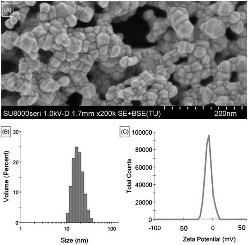 Figure 1. Characterizations of ZnO nanoparticles. (A) Morphology of ZnO nanoparticles; (B) Size distribution and (C) zeta potential of ZnO nanoparticles dissolved in DMEM.