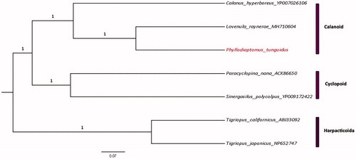 Figure 1. Bayesian phylogenetic tree of Phyllodiaptomus tunguidus and 6 other copepods species. The numbers next to the nodes are posterior probabilities. The phylogeny was reconstructed based on 13 mitochondrial PCGs via Beast.2 with ngen set to 10 million.