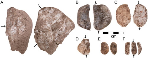 Figure 17. Quartz artefacts from Millukmungee 1. (A) Multiplatform freehand core (P3 SU3 XU31). (B) Bipolar core (O3 SU3 XU16B). (C) Bipolar core (P4 SU2 XU15). (D) Bipolar core on flake (O3 SU2 XU5). (E) Manuport (P8 SU2 XU5). (F) Bipolar flake (P5 SU3 XU29) (photos by Steve Morton).