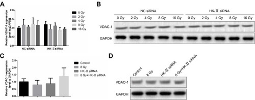 Figure 8 Effects of HK-II siRNA treatment on the expression of HK-II and VDAC-1 mRNA. (A) VDAC-1 mRNA expression in vitro. (B) VDAC-1 protein expression in vitro. (C) VDAC-1 mRNA expression in vivo. (D) VDAC-1 protein expression in vivo.