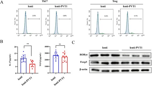 Figure 2. Overexpression of lncRNA PVT1 inhibited Th17 cell differentiation. The lenti or lenti-PVT1 was transfected into CD4+ T cells followed by induction of Th17 cell differentiation. n = 3. (A) The proportions of Th17 cells (IL-17+ cells) and Treg cells (FOXP3+ cells) in CD4+ T cells were analyzed by flow cytometry. (B) Levels of IL-17 and TGF-β were detected by ELISA. (C) The protein levels of RORγt (a transcription factor for Th17) and Foxp3 (a transcription factor for Treg cells) were determined by western blot. ** P < 0.01 vs the NC-pcDNA group.