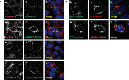 Figure 4. GLUT8 and the GLUT8TAP mutant localize to the late endosome/lysosome. HEK293 cells were transiently transfected with GLUTs and stained and examined by immunofluorescence microscopy. (A) GLUT8 and GLUT8-TAP both colocalized with the late endosomal/lysosomal marker Syntaxin 8 (c, f). GLUT8-APA and GLUT8-GPN, which reside predominantly at the cell surface, did not colocalized with Syntaxin 8 (n = 3) (i, l). Red channel: syntaxin 8 (a, d, g, j); Green channel: GLUT8 constructs (b,e,h,k); (B) Both GLUT8 and GLUT8-TAP reside in the lysosomal membrane that surrounds the internalized FITC-dextran (n = 3) (c, f); Red channel: FITC-dextran (a, d); Green channel: GLUT8 constructs (b, e). Images were obtained using a 60× oil objective lens.