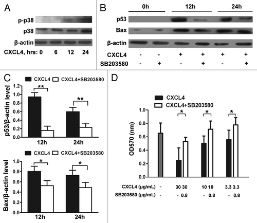 Figure 5. CXCL4-induced expression of p53 and Bax is mediated through activation of p38-MAPK. (A) Western blot analysis of p38-MAPK. IEC-6 cells were treated with rhCXCL4 (10 μg/mL) for the indicated time, and analyzed by western blot using antibodies against phosphor-p38 and p38-MAPK. (B) Western blot analysis of p53 and Bax. The IEC-6 cells were incubated with rhCXCL4 (10 μg/mL) with or without 0.8 μg/mL SB203580, and analyzed by western blot using antibodies against p53, Bax, and β-actin as the loading control. The ratios of p53/β-actin and Bax/β-actin are shown (C). (D) The cell proliferation of IEC-6. IEC-6 cells were treated with the indicated concentrations of rhCXCL4 and SB203580 for 48 h, and analyzed by MTT assay. (C and D) Experiments were repeated three times individually, and the data are presented as mean ± SD *P < 0.05, **P < 0.01 vs. CXCL4-treated group.