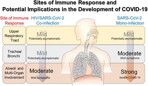Figure 3 Hypothetical differences in immune response in HIV/SARS CoV-2 co-infection and SARS-CoV-2 mono-infection and potential implications in the development of COVID-19. A milder immune response is observed in HIV/SARS CoV-2 co-infection, potentially due to a chronically lower immunocompetency in patients living with managed HIV. While the patients are not immunodeficient, they are immunosuppressed. This may reduce the severity of the inflammation that occurs with infection, and lead to a better prognosis for PLWH who become infected with SARS-CoV-2. In turn this would mean a weakened cytokine storm would occur when the virus has reached the lungs and entered the blood, spreading to other organs. The weakened cytokine storm would entail lower systemic inflammation and cause less damage to other organs.