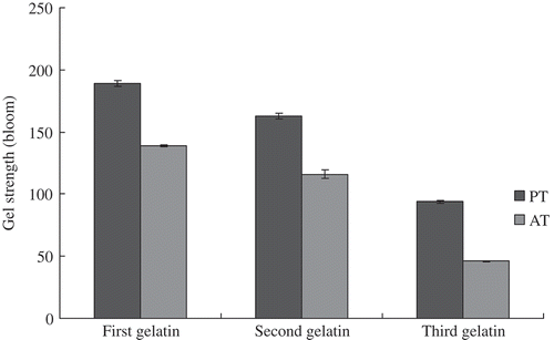 FIGURE 6 Gel strengths of gelatins extracted from tilapia bone.