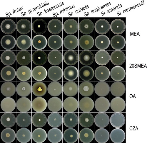 Fig. 2. Colonies of six new species of Spiromastix and two new species of Sigleria on four media after 14 d in the dark at 25 C. In each pair of photographs the top is the obverse and the bottom is the reverse.