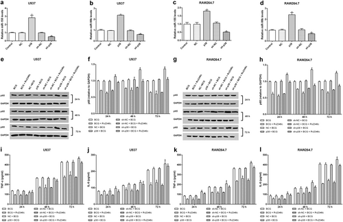 Fig. 6 Effect of p38 on the levels of miR-155 and miR-99b, p65 expression and cytokine production.U937 and RAW264.7 cells were transfected with a control vector (indicated with NC), pcDNA3.1/p38 cDNA (indicated with p38), a nonspecific siRNA (indicated with sh-NC) or a specific siRNA directed against p38 (indicated with sh-p38). After 24 h post transfection, total RNA was extracted. miR-155 and miR-99b were detected via qRT-PCR. The results are representative of three independent experiments. Data are presented as the means ± SD. * P < 0.05 vs. the negative control (NC group or sh-NC group) (a–d). After 24 h post transfection, cells were infected with BCG (MOI 1/5) and cells in the BCG + Rv2346c group were also treated with Rv2346c (500 pg/ml). After incubating for 24, 48, or 72 h, total protein was extracted and cell culture supernatants were collected. Protein expression was detected via western blotting (e–h). The cytokines were detected via ELISA assay (i–l). The results are representative of three independent experiments. Data are presented as the means ± SD. *P < 0.05 vs. the negative control (NC group or sh-NC group) + BCG group (with or without Rv2346c treatment)