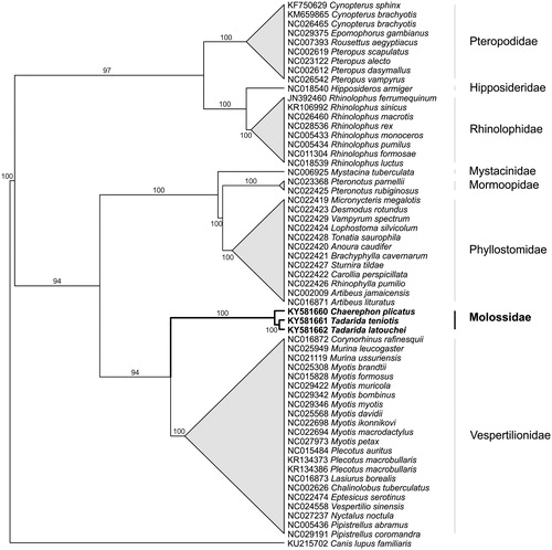 Figure 1. Phylogenetic relationship between Molossidae and other bat species. Phylogenetic tree constructed using neighbour-joining method with 58 bat mitogenomes. All species cluster into their expected taxonomic family. Numbers at branches indicate bootstrap support.