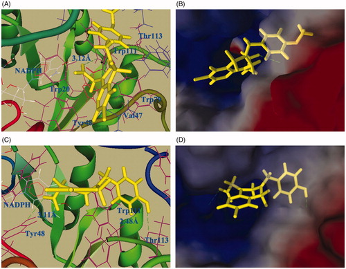 Figure 3. Molecular docking of compound 13b (A & B) and 3b (C & D). (A & C) Docking of compounds 13b or 3b into the ALR2 active site. The protein structure is shown in ribbon and tube representation with selected residues labeled and shown in line representation; ligand 13b (or 3b) and NADPH are shown as stick models. The docked pose of 13b and 3b are shown in yellow. Hydrogen bonds are shown as green dashed lines. (B & D) Surface representation of protein active site residues in the docking of 13b or 3b into the active site of ALR2.