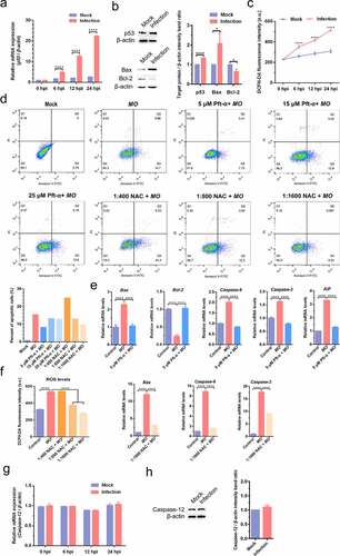 Figure 6. MO infection activates apoptosis via p53-, ROS-, but not caspase-12-dependent intrinsic pathways in MH-S cells. (a) and (g) MH-S cells cultured in 6-well plates were mock-infected or infected with 10 MOI of MO for the indicated hours for relative quantification of the p53 (A) and caspase-12 mRNA (G) by qRT-PCR assays. Each sample was set up in triplicate. The data shown are expressed as mean ± SD values of three independent experiments. Two-way ANOVA tests: ****, P < 0.0001. (b) and (h) Samples of the mock- and MO-infected cells at 24 hpi were collected for detection of p53, Bax, Bcl-2 (B) and caspase-12 (H) expression by Western blot. β-actin is the loading control. Grayscale value of the bands were analyzed with ImageJ software, and data shown are expressed as mean ± SD values of two independent experiments. Student’s t test: *, P < 0.05, ****, P < 0.0001. (c) MH-S cells cultured in 6-well plates were mock-infected or infected with 10 MOI of MO for the indicated hours for intracellular ROS assays exploiting a DCFH-DA fluorescent probe. The fluorescence intensity of each well was measured on a multifunctional plate reader at Ex/Em = 488/525 nm. The data shown are expressed as mean ± SD values of three independent experiments. Two-way ANOVA tests: ****, P < 0.0001. (d) Cells plated in 24-well plates were pretreated with serial concentrations of p53 inhibitor Pft-α (5 μM, 15 μM, 25 μM) or ROS inhibitor NAC (1:400, 1:800, 1:1 600) for 30 min, followed by infection with 10 MOI of MO. After 24 hours, the cells were collected for detection of apoptosis rates by flow cytometry. The apoptosis rates in each group were analyzed, and the most effective concentrations of Pft-α and NAC were selected for subsequent experiments. (e) Cells plated in 24-well plates were pretreated with 5 μM Pft-α or equal amount of solvent prior to MO infection, or mock-infected for control. At 24 hpi, cells were collected for detection of relative mRNA expression of Bax, Bcl-2, caspase-9, caspase-3, and AIF genes by qRT-PCR assays. Each sample was set up in triplicate. The data shown are expressed as mean ± SD values of three independent experiments. One-way ANOVA tests: ****, P < 0.0001. (f) Cells plated in 24-well plates were pretreated with the indicated concentrations of NAC or equal amount of solvent prior to MO infection, or mock-infected for control. At 24 hpi, cells were collected for detection of intracellular ROS levels and relative mRNA expression of Bax, caspase-9, and caspase-3 genes. The results shown are expressed as mean ± SD values of three independent experiments. One-way ANOVA tests: ****, P < 0.0001