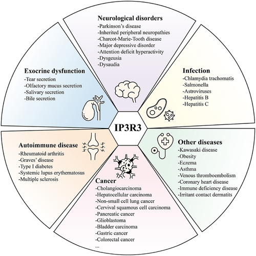Figure 3. Overview of IP3R3-related diseases. IP3R3 is implicated in the pathogenesis and progression of a variety of diseases, predominantly encompassing neurological disorders, infection, cancer, autoimmune diseases and exocrine dysfunction.