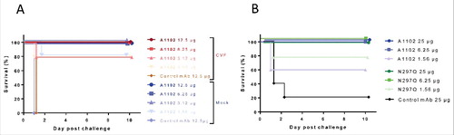 Figure 7. Complement independent protection by A1102. (A) Protective efficacy of A1102 was compared in cobra venom factor-treated (complement depleted) vs mock-treated mice. Groups of 5 mice each received 1 U of CVF (or buffer control) i.p. 30 h before challenge, followed by the indicated doses of A1102 (i.p., 6 h later). Challenge by Kp151 was performed intravenously 24 h after passive immunization with simultaneous GalN sensitization. (B) Efficacy of A1102 compared with its N297Q (aglycosylated) version. Groups of 5 mice were immunized with the indicated amount of antibodies. Challenge by Kp151 was performed intravenously 24 h after passive immunization with mAbs at the time of GalN sensitization. Lethality was monitored daily for 10 d.
