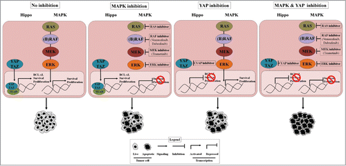 Figure 1. YAP promotes cancer cell survival and resistance to RAF-MEK-targeting agents. Shown is schematic of the role of YAP in BRAF- and RAS-mutant tumor cells and the potential integrative function of YAP in resistance to MAPK pathway inhibitors. YAP inhibition along with MAPK pathway inhibition enables complete anti-tumor response, in contrast to either YAP inhibition or MAPK pathway inhibition alone. MAPK, mitogen activated protein kinase; YAP, yes-associated protein.
