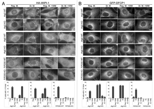 Figure 3 Puncta formation of the PI(3)P-binding proteins WIPI-1 and DFCP1 is defective in FIP200 KO MEFs and wortmannin-treated cells. MEFs deficient for Atg3, Atg5 and FIP200, and their corresponding wild-type control MEFs stably transformed with HA-WIPI-1 (A) or GFP-DFCP1 (B) were cultured in regular or starvation medium, with or without 0.2 µM wortmannin for 1 hour. Cells were then fixed, permeabilized, and subjected to immunofluorescence microscopy using anti-HA (A) or anti-GFP antibodies (B). Graphs show the results of quantification of dot positive cells. The Y axis indicates % cells demonstrating more than 10 dots. Results shown represent mean ± SE of triplicate samples containing greater than 100 cells. Reg. M., regular medium; St. M., starvation medium; WM, wortmannin; WT, wild-type. Scale bars, 10 µm.