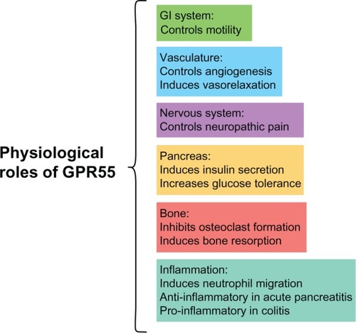 Figure 3 Summary of GPR55 physiological roles.Abbreviations: GI, gastrointestinal; GPR55, G protein-coupled receptor 55.