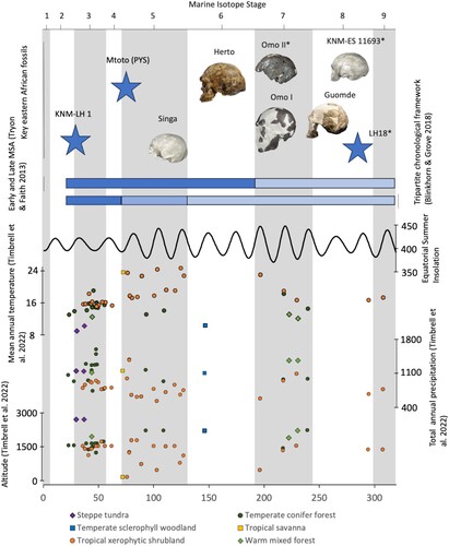 Figure 3. Timeline of eastern African MSA showing the broad chronological placement of key eastern African MSA fossils (image of Herto by and courtesy of T. White, all others courtesy of C. Stringer), with those that have not been directly dated highlighted with an asterisk (*), as well as chronological divisions of the MSA by Tryon and Faith (Citation2013) and Blinkhorn and Grove (Citation2018), mean Equatorial summer (Jun-Aug) insolation (W/m2), modelled mean annual temperature (°C) and total annual precipitation (mm) and (k) altitude (metres above sea level) within a 50 km radius of eastern African MSA assemblages, illustrated at the mid-age point for each occupation and symbolised according to its biome classification (Timbrell et al. Citation2022a). Grey vertical bars indicate odd-numbered Marine Isotope Stages.