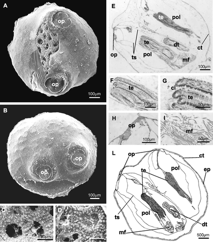 Figure 6 A–D, SEM photographs. A, 34‐day ancestrula with the opercula in contralateral position. The trabecular structure of the skeleton is visible through a fracture of the external cuticle; B, 40‐day ancestrula with the opercula in ipsolateral position; C, trabecular structure in a 34‐day ancestrula; D, trabecular structure in a 40‐day ancestrula that is very similar to the previous. E–I, histological sections of a 40‐day ancestrula. E, horizontal section of an ancestrula with the two polypides orientated in the same direction (ipsolateral); one operculum is visible; F, G, longitudinal section of ciliated tentacles, at different magnifications; H, longitudinal section of an operculum; I, retractor muscle fibres at the base of the polypide structure; L, schematic drawing of a 40‐day ancestrula. ci, tentacle cilia; ct, cuticle; dt, digestive tract; ep, epidermis; mf, muscle fibres; pol, polypide; op, operculum; te, tentacles; ts, tentacle sheath.