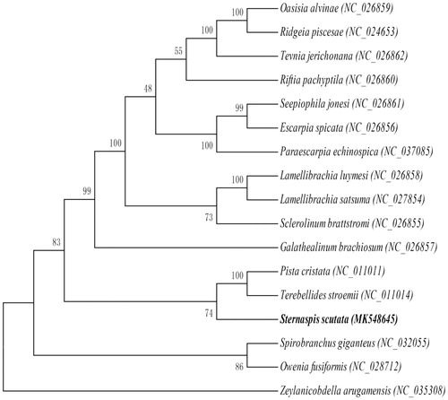 Figure 1. Maximum likelihood tree based on mitochondrial genome nucleotide sequences of the Sternaspis scutata (MK548645) and the other 16 species of Polychaeta under the mutation model of GTR + I + G. Genbank accession numbers of the sequences were used for the tree as follows: Pista cristata (NC_011011.1), Terebellides stroemii (NC_011014.1), Paraescarpia echinospica (NC_037085.1), Spirobranchus giganteus (NC_032055.1), Owenia fusiformis (NC_028712.1), Lamellibrachia satsuma (NC_027854.1), Ridgeia piscesae (NC_024653.1), Tevnia jerichonana (NC_026862.1), Galathealinum brachiosum (NC_026857.1), Seepiophila jonesi (NC_026861.1), Sclerolinum brattstromi (NC_026855.1), Lamellibrachia luymesi (NC_026858.1), Riftia pachyptila (NC_026860.1), Oasisia alvinae (NC_026859.1), Escarpia spicata (NC_026856.1), Zeylanicobdella arugamensis (NC_035308.1).