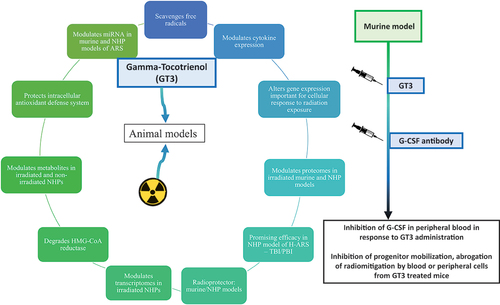Figure 2. Important attributes of GT3 as a radiation medical countermeasure. This agent has been found to be effective when administered prior to radiation exposure. Various omic platforms are being used to identify its biomarkers.